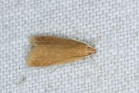 Helcystogramma rufescens
