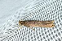 Helcystogramma triannulella
