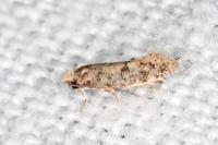 Infurcitinea italica