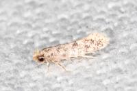Infurcitinea italica