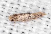 Infurcitinea italica