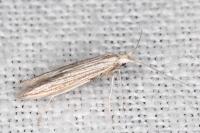 Coleophora calycotomella