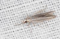 Coleophora calycotomella