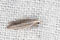Coleophora calycotomella