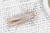 Coleophora calycotomella