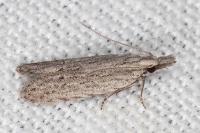 Anarsia leberonella