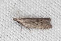 Anarsia leberonella