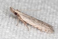 Anarsia leberonella