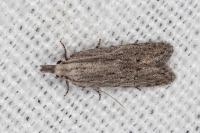 Anarsia leberonella