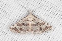 Alucita palodactyla