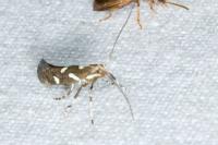 Calybites phasianipennella