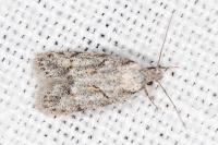 Symmoca signatella