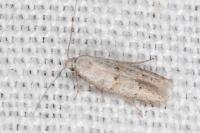 Symmocoides oxybiella