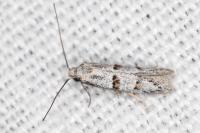 Symmocoides oxybiella