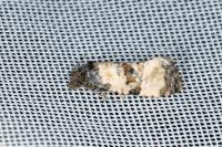 Cochylichroa atricapitana