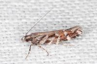 Aristotelia