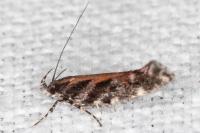 Aristotelia