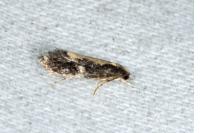 Monopis obviella