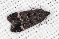 Dichomeris alacella