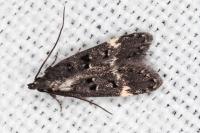 Dichomeris alacella