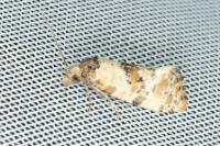 Neocochylis molliculana