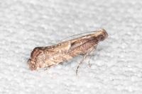 Acrolepiopsis vesperella