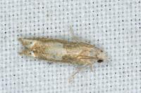 Eucosma conterminana