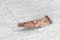 Acrolepiopsis vesperella
