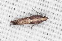 Acrolepiopsis vesperella