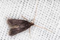 Lecithocera nigrana