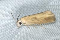 Eucosma obumbratana