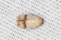 Odites kollarella