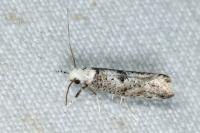 Paraswammerdamia albicapitella