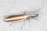 Pleurota aristella