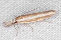 Pleurota aristella