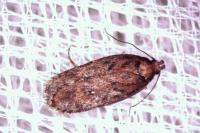Depressaria albipunctella