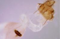 Depressaria albipunctella