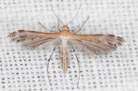 Stangeia siceliota