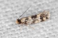 Novotinea albarracinella