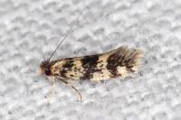 Novotinea albarracinella