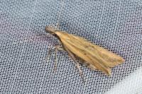 Dichomeris limosella