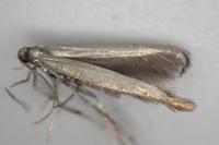 Coleophora deauratella