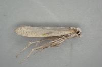 Plutella xylostella