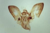 Plutella xylostella