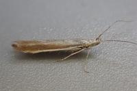 Coleophora discordella