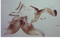 Coleophora discordella