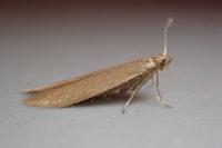 Coleophora gryphipennella