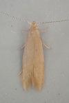 Coleophora gryphipennella