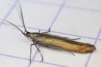 Coleophora alcyonipennella