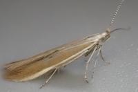 Coleophora discordella